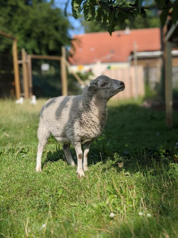 Helenes Ferienwohnung Auf Dem Bauernhof - Lausitzer Seenland Lauta Exterior foto