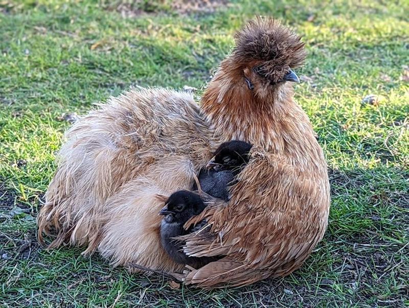Helenes Ferienwohnung Auf Dem Bauernhof - Lausitzer Seenland Lauta Exterior foto